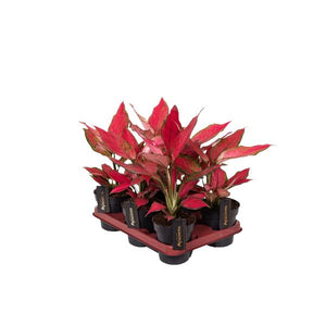 Aglaonema Cherry Baby