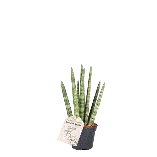 Sansevieria Cylindrica rocket 6Ø 18cm – Gipsygarden
