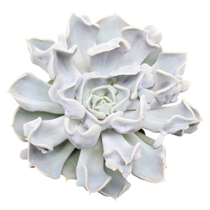 Echeveria lilacina Thriller Pearl