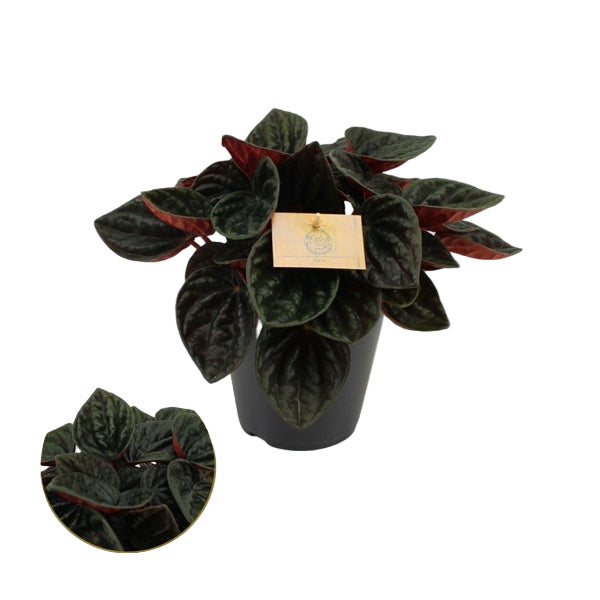Peperomia caperata Rojo Grande