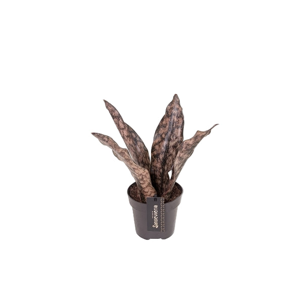 rhododendron zembla Nova Zembla Rhododendron | 2XL SHRUB | 30-36 in. wide, 24-30 in. tall | Ships in main image 1