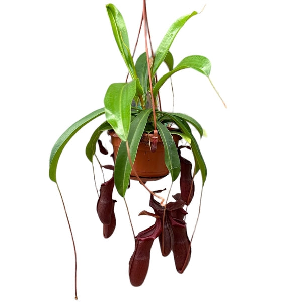 Pitcher Nepenthes Bil