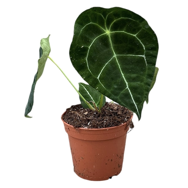 Alocasia Forgetii Silver