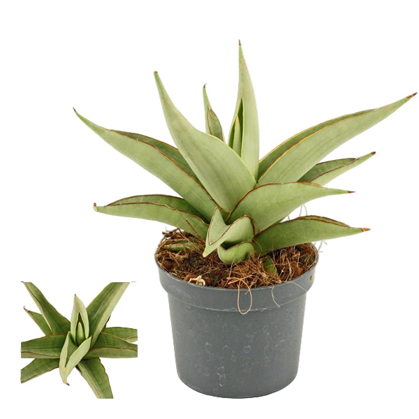 Sansaveria Sansevieria Platinum Crown 9Ø 17cm
