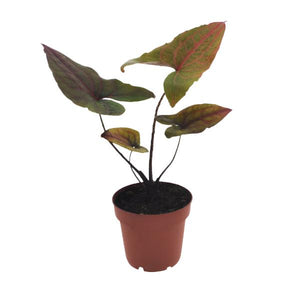 Alocasia Cyrtosperma Johnstonii Black Jack