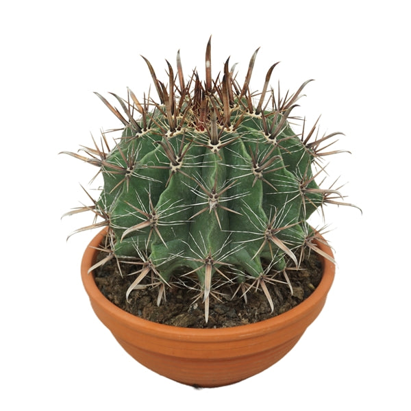 Ferocactus townsendianus 30Ø