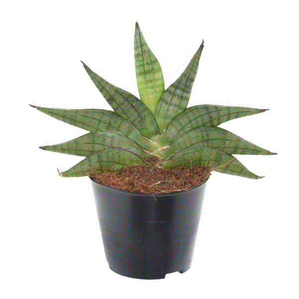 Sansevieria Helios