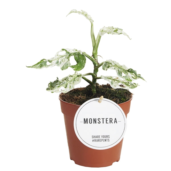 Monstera Frozen Freckles – Gipsygarden