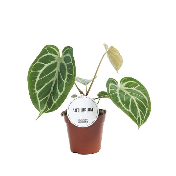 Anthurium Chrystallinum  Gipsygarden