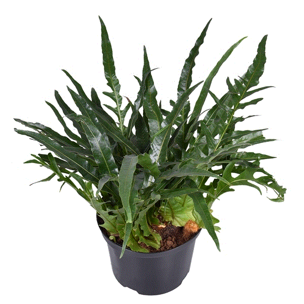 Aglaomorpha coronans 23Ø 60cm – Gipsygarden
