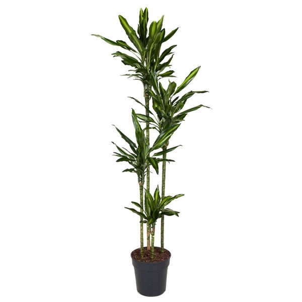 Dracaena Cintho 190cm