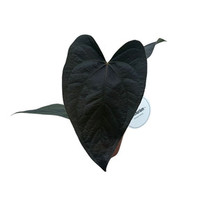 Antūris Anthurium Queen of Hearts