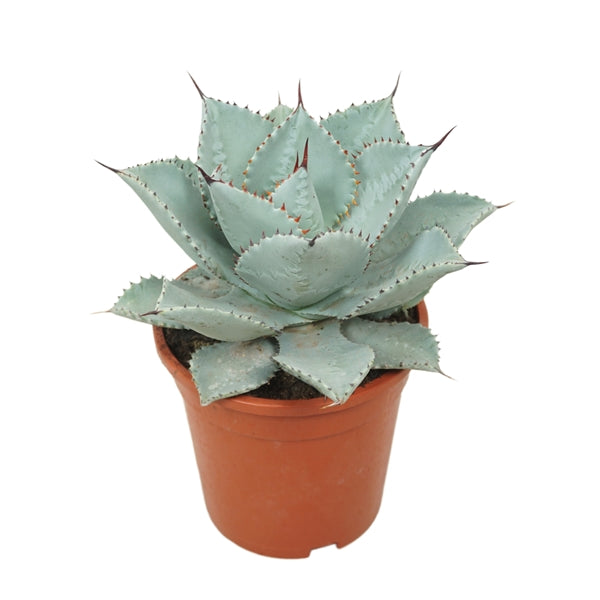 Agave Dragon Toes – Gipsygarden