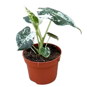 Alocasia Frydek Variegata