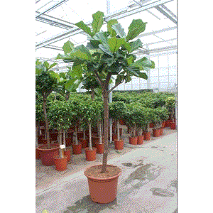 Ficus Lyrata Lyralapis fikusas 55Ø 250cm