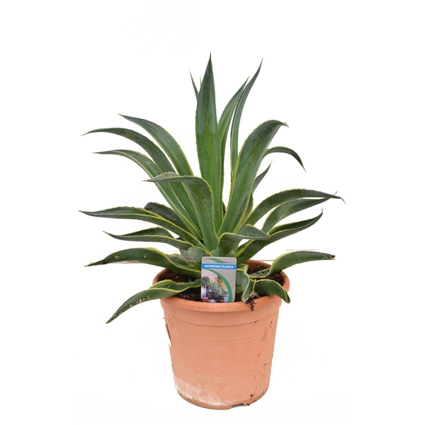 Agave Desmettiana Variegata – Gipsygarden