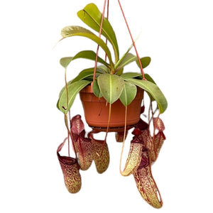 Pitcher Nepenthes Sam