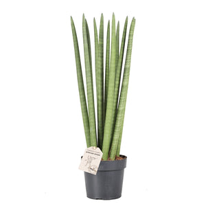 Sansevieria cylindrica Spagetti 19Ø 70cm