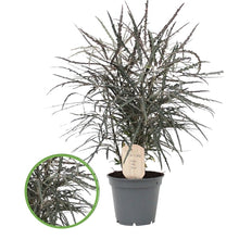 Translation missing: lt.sections.featured_product.gallery_thumbnail_alt