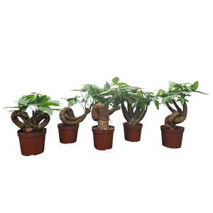 Pachira aquatica Bonsai