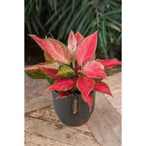 Aglaonema Cherry Baby