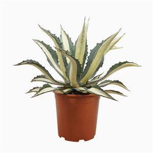 Agave Agave mediopicta Alba