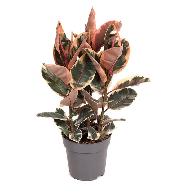 Ficus elastica Belize  110cm 3st.