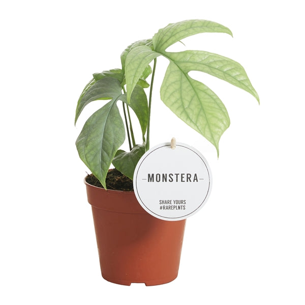 Monstera Amydrium Medium Silver