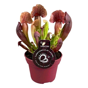 Saracėnija Sarracenia Catesbaie