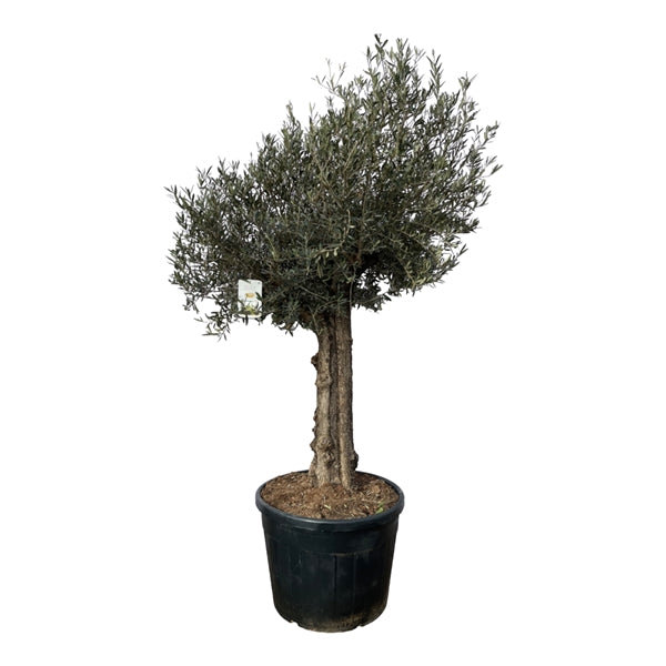 Olea europaea 80Ø 230cm