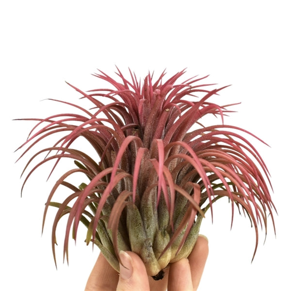 Tillandsia Ionantha Red 10Ø 10cm