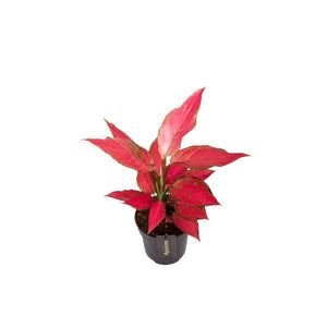 Aglaonema Cherry Baby