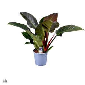 Philodendron Imperial Red
