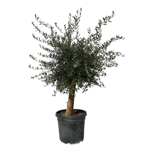 Olea EuropeaLorc 50Ø 180-200cm