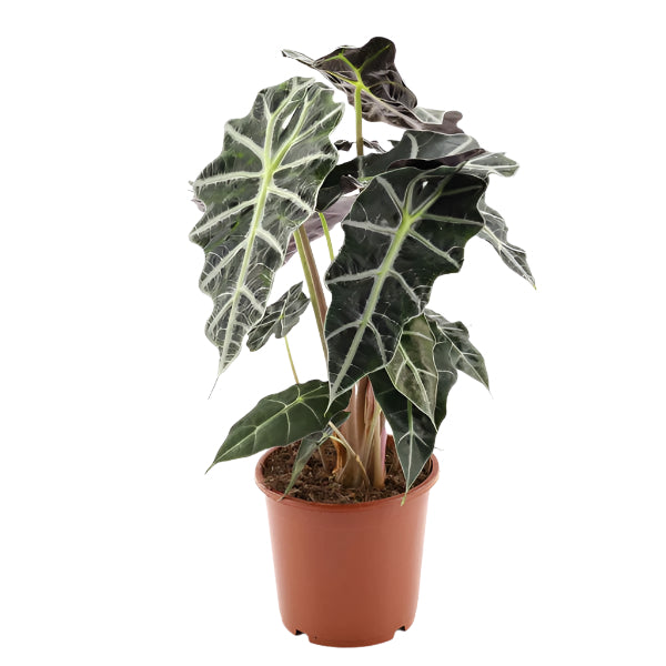 Alokazija Alocasia Polly