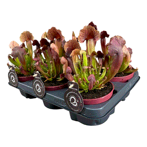 Saracėnija Sarracenia Catesbaie