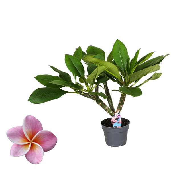 Plumeria rubra Hawaiian Opal Pink