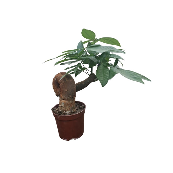 Pachira aquatica Bonsai