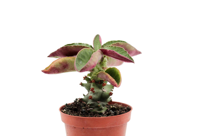 Monadeniummagnificum cigono darzas