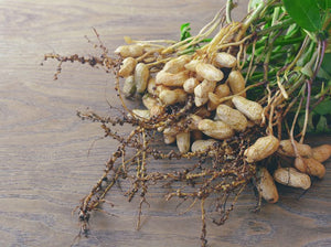 Peanuts Arachis hypogaea