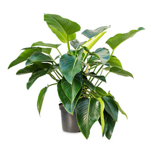 Filodendras Philodendron Green Beauty 30Ø 110cm