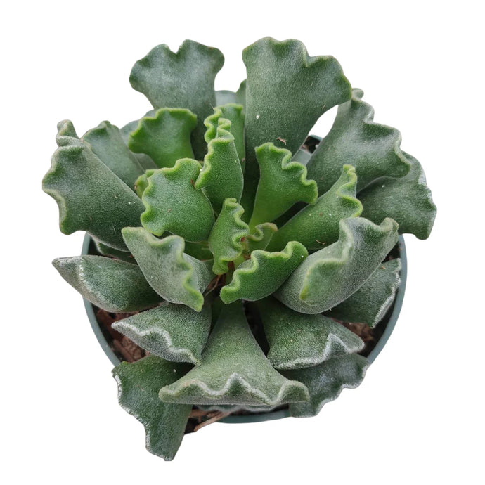 Adromishus cristatus