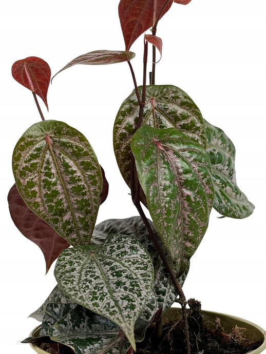 Philodendron Crocatum 12Ø 25cm