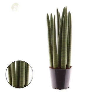 Sansevieria cylindrica Spaghetti 19Ø 70cm – Gipsygarden