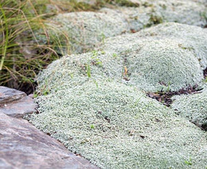 Precious Earth "Gandalf" dekoratyvinė samana