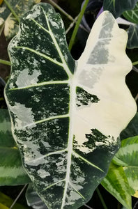 Alocasia Frydek Variegata