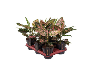 Aglaonema Pink Leopard