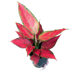 Aglaonema Cherry Baby