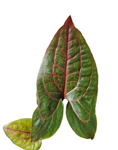 Alocasia Cyrtosperma Johnstonii Black Jack