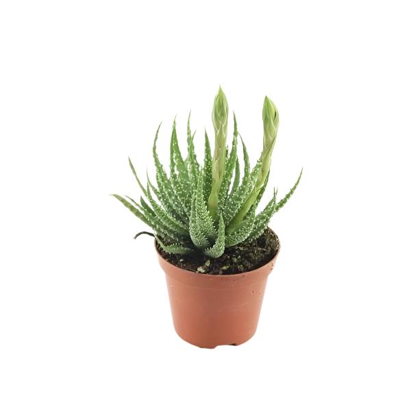 aloe humilis shark Alijošius Aloe humilis Shark – Gipsygarden